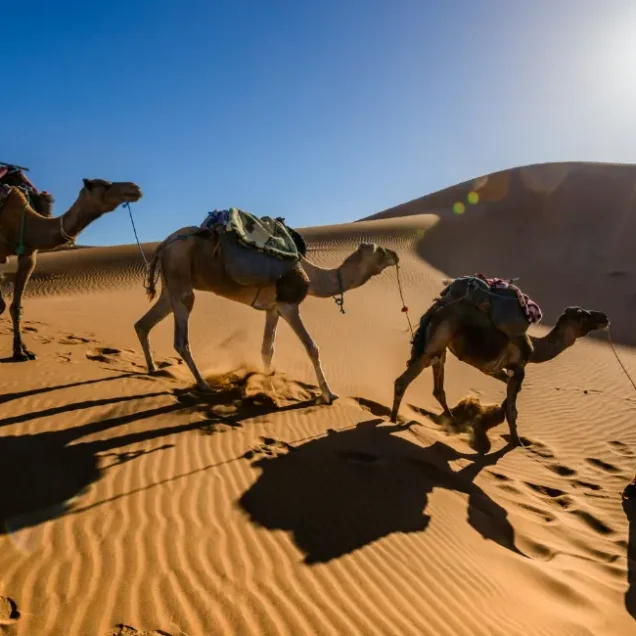 Desert